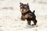 YORKSHIRE TERRIER 058